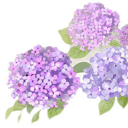 古风绣球花