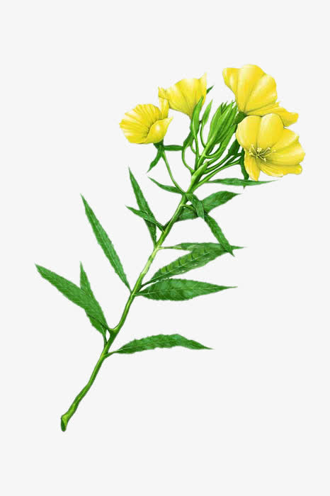 手绘月见草图片素材