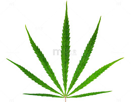绿色大麻