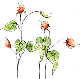 清新灯笼花
