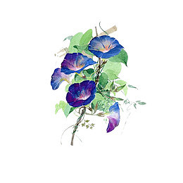 小清新牵牛花藤