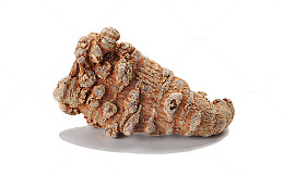 田七药材水洗三七