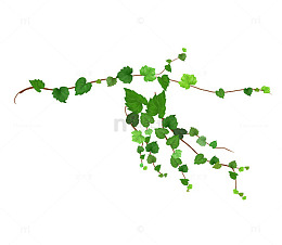 碧绿的爬山虎