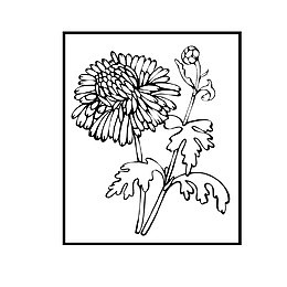 边框里的菊花