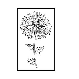 一朵菊花