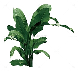 一棵芭蕉树