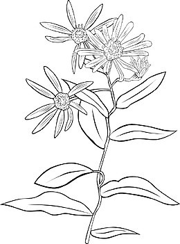 一颗野菊花