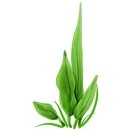 绿色水草