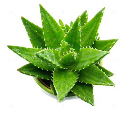 办公桌上的芦荟盆栽