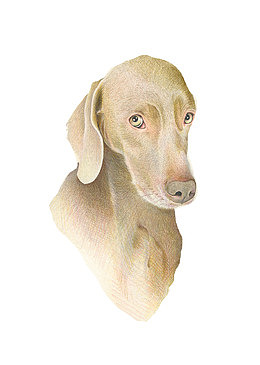 犯错的狗狗