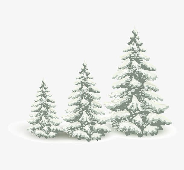落了雪的松柏树