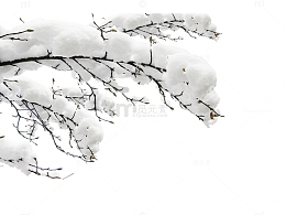 雪中白色树枝
