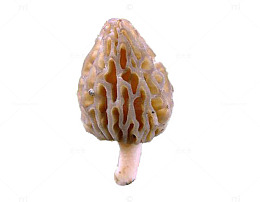 褐色食品行业的羊肚菌