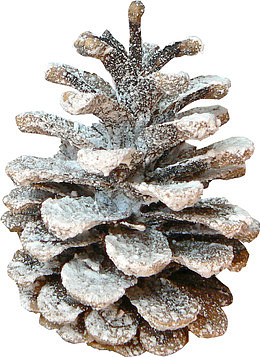 雪色  松果