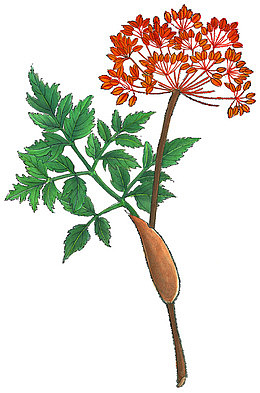 花卉