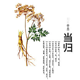 当归