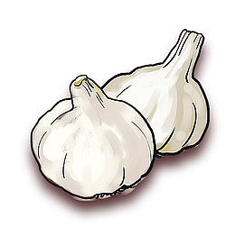 手绘蒜头