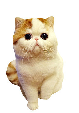 萌宠猫咪
