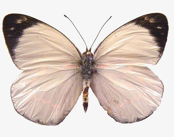 漂亮的蝴蝶标本