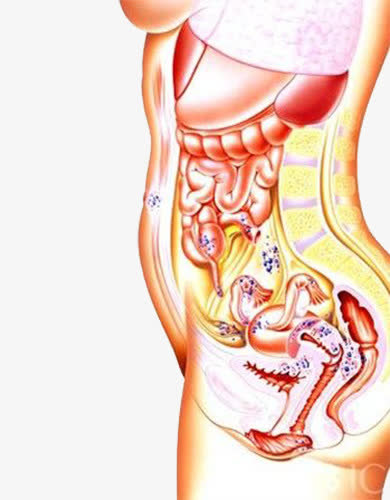 女性私密部位内部结构图