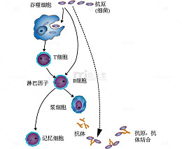 体液免疫图示