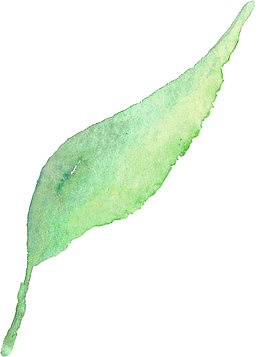 一片水彩墨叶子
