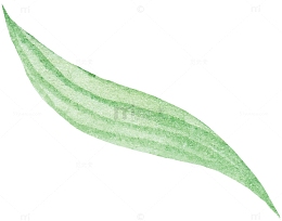 一片叶子素材
