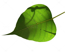 一片菩提树叶子图片素材