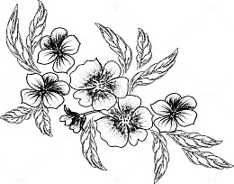 素描花卉