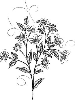 素描花卉