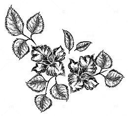 素描花卉