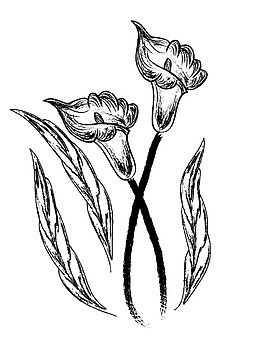 素描花卉