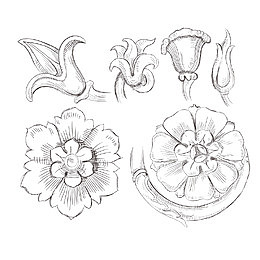 花卉素描矢量素材