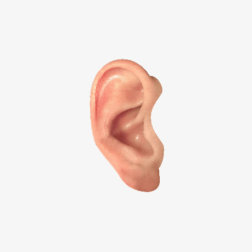 实拍耳朵免抠