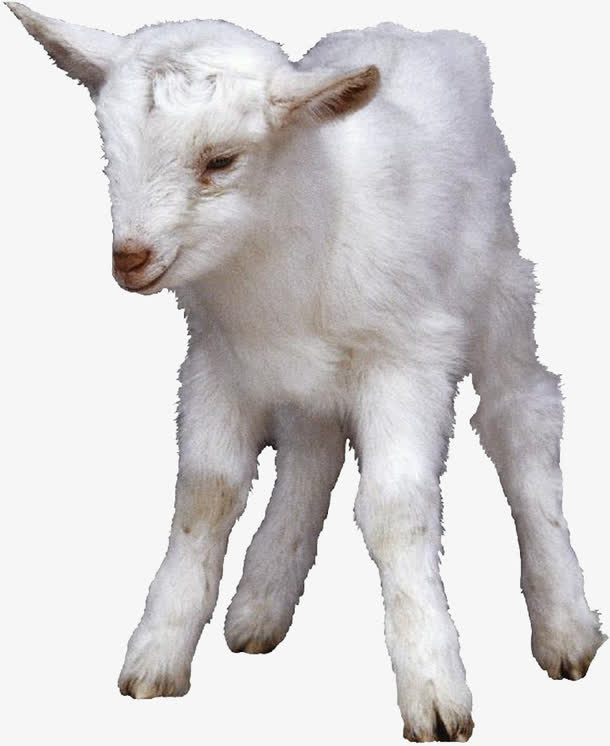 白色的绵羊素材免费下载_觅元素