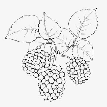 手绘黑白素描桑葚