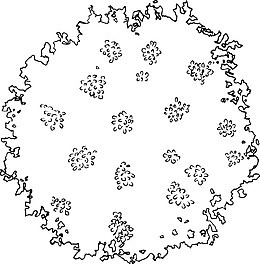 线描漂亮树丛手绘