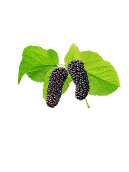 桑葚