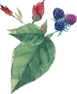 手绘水彩桑葚