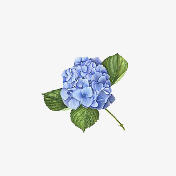 关键词 : 紫色绣球,手绘花朵,装饰,图案[声明] 觅元素所有素材为用户