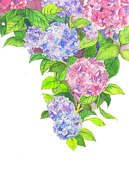手绘绣球花