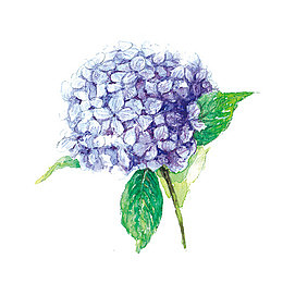 蓝色绣球花