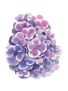 矢量绣球花