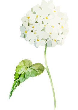 水彩绣球花