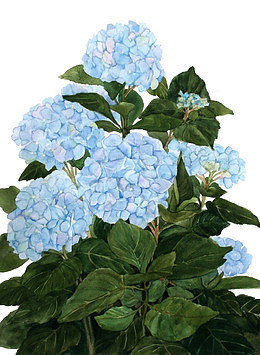 蓝色绣球花矢量