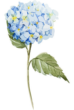 水彩绣球花