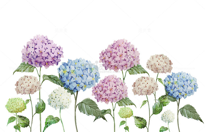 手绘绣球花