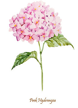 水彩绣球花矢量素材