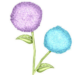 紫蓝色绣球花