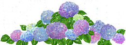 紫色绣球花